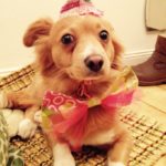 Hund Vermenschlichung Haustiere Verkleidet Hund mit Hut Hund mit Fliege