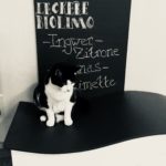 Katze Katzenhaft Hamburg Kater Schwarz Weiß