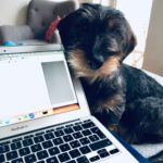Hummel Dackel Rauhaardackel Hund