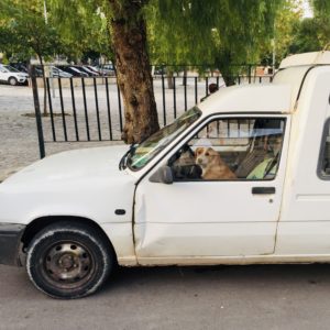 Corona Hund am Steuer witzig Schellenaffe Corona